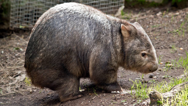 istock this is a side view of a wombat 1175606108