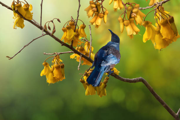 뉴질랜드 토종 투이 버드 투이 먹이 코와이 나무 - honeyeater 뉴스 사진 이미지