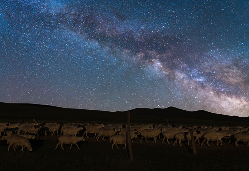 Ranch sheep under the Milky Way