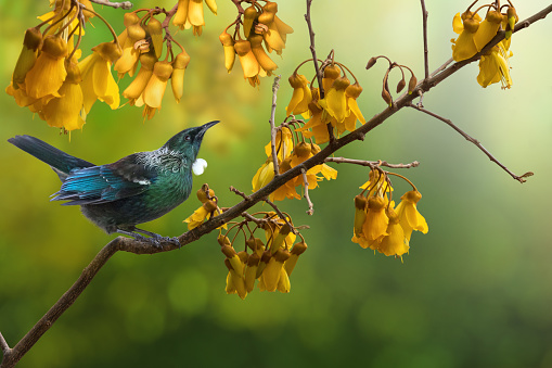 New Zealand native bird Tui is sitting on the branch of kowhai tree