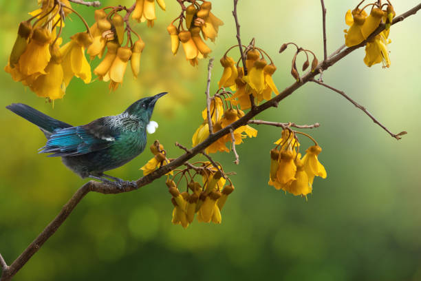 New Zealand native bird Tui  sitting on kowhai tree New Zealand native bird Tui is sitting on the branch of kowhai tree honeyeater stock pictures, royalty-free photos & images