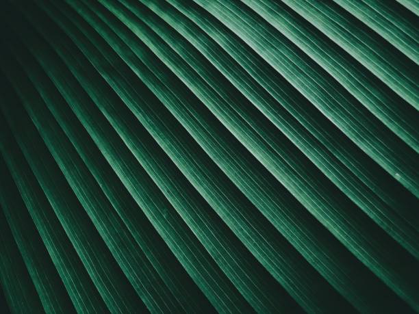 istock Close up of Tropical Green Leaf Texture 1175612330