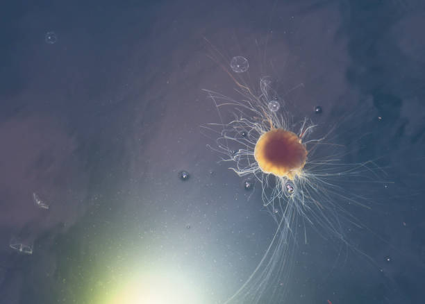 istock Lion's Mane Jellyfish with small moon jellies 1175613356