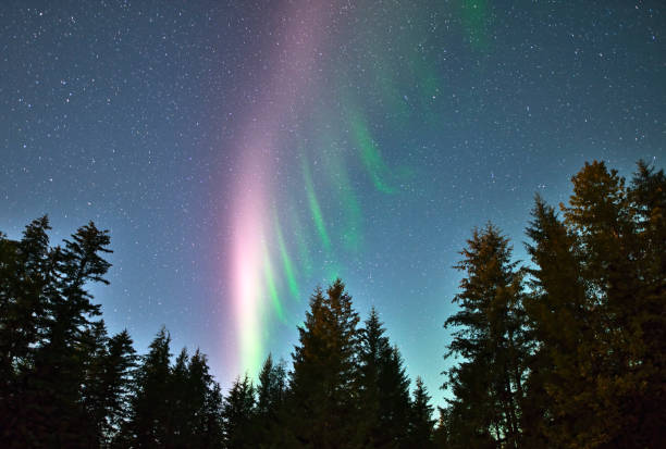 istock Northern lights with tree silhouettes 1175613392