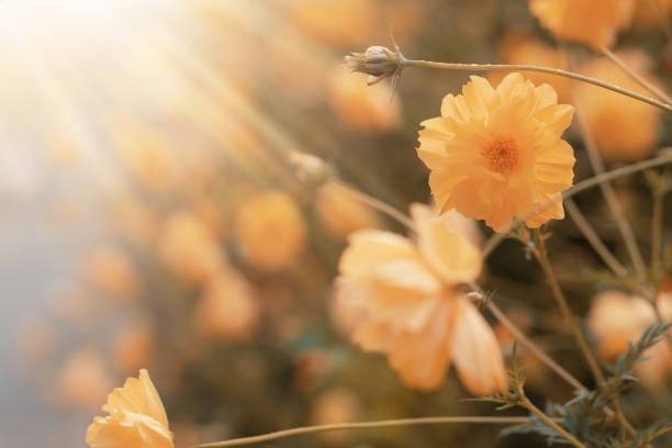 istock natural background of daisy field with sunlight 1175615921