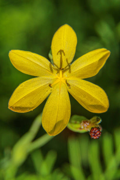 istock plant color yellow and water drops 1175616252