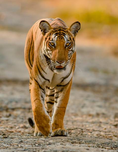 istock The Queen of Kabini 1175619253