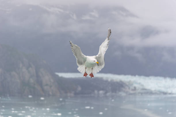 istock Seagulls flying in Glacier Bay Alaska 1175620465
