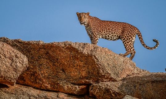 A female Indian Leopard watching over her territory from top of a mountain. Jawai- India’s Leopard Hills.