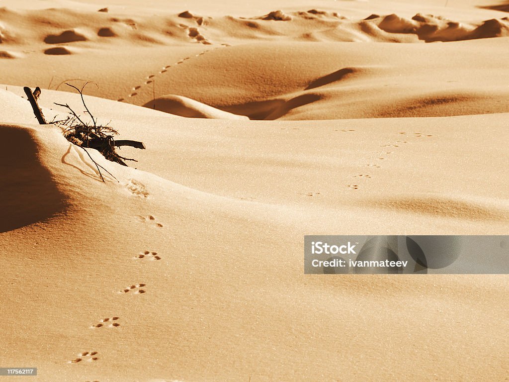 Desert - Photo de Couleur vive libre de droits