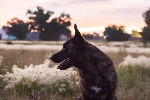 Photo of Nice dutch shepherd dog standing in a field