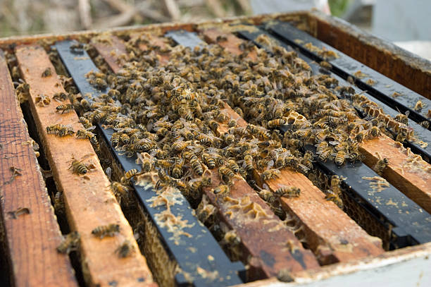 Honey Bees stock photo