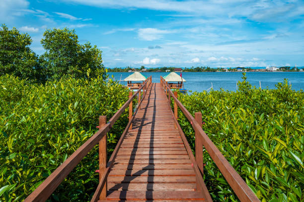 istock Mangrove Boardwalk in Tacloban, Leyte, 1175623462