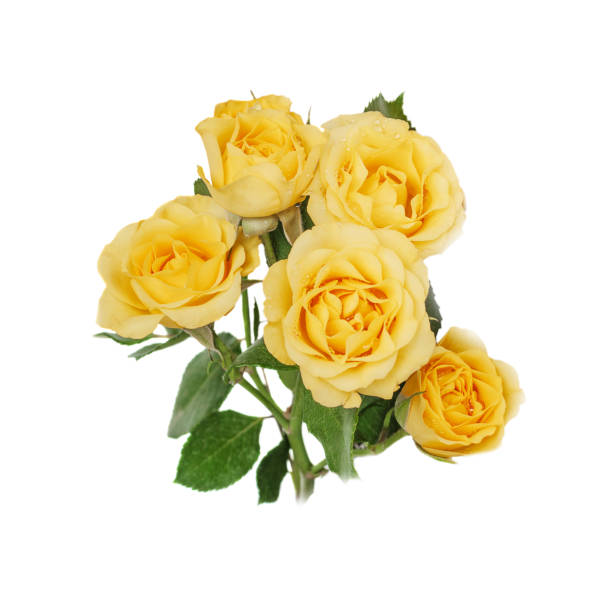 istock Yellow roses on white background 1175625089