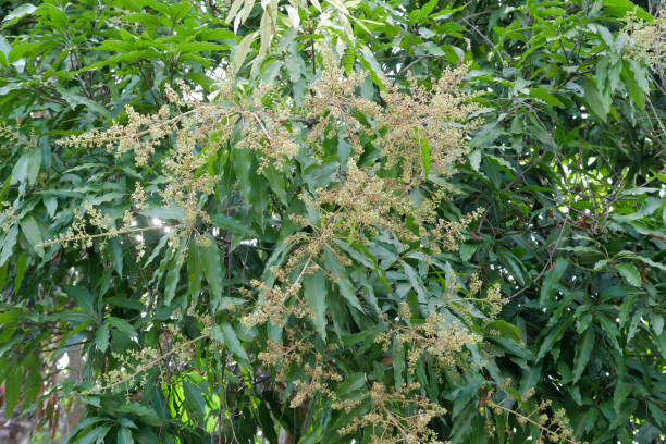 istock Close up Mango flowers on branch woth green leaf 1175628555