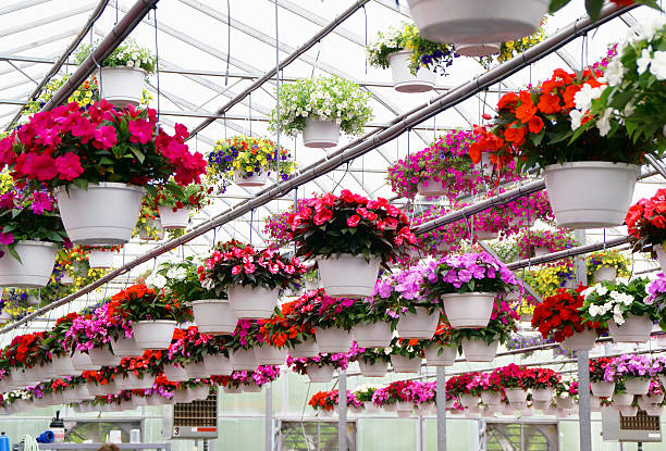 istock Pretty Baskets in Greenhouse 117562905