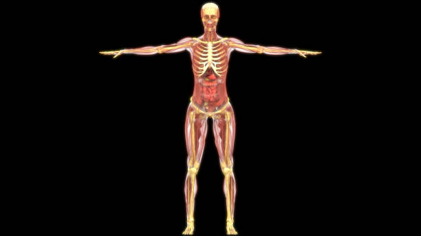 istock Human Internal Organs Anatomy 1175629905