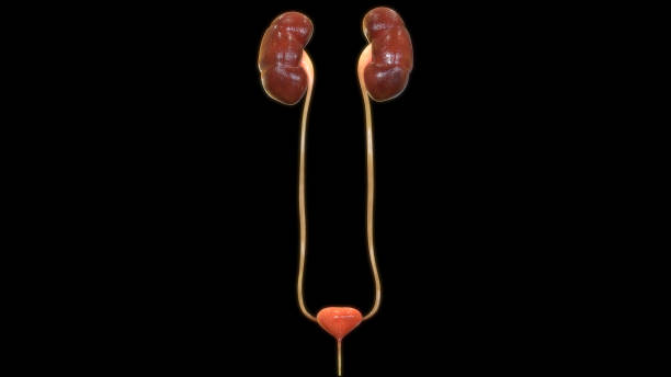 istock Female Urinary System Kidneys with Bladder Anatomy 1175630498