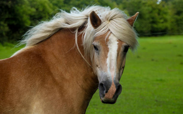 istock Head of a brown horse 1175631050