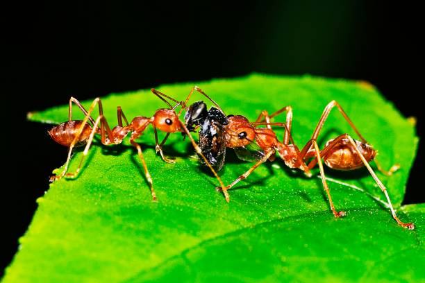 istock Ants hunting insect for food. 1175631891