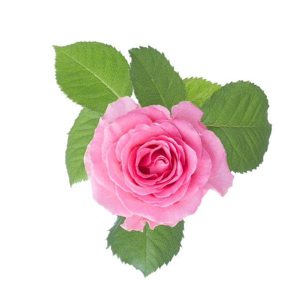 istock Light pink rose with leaves isolated on white background. 1175631894