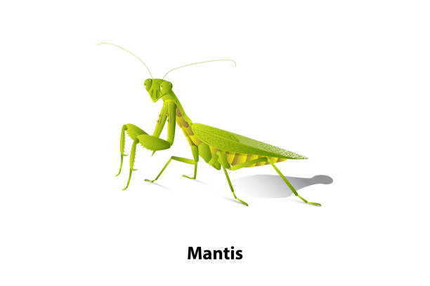 Green mantis rice on the white background Green mantis rice on the white background,vector,isolated,Predator. praying mantis stock illustrations