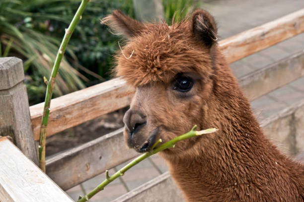 istock this is a close up of an alpaca 1175633289