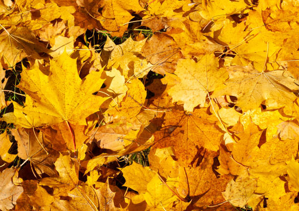 istock Colorful autumn background with fallen maple leaves 1175633724