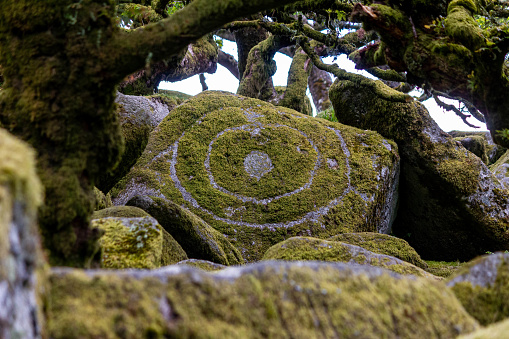 Wistman's won. A haunted forest in the heart of Dartmoor National Park.