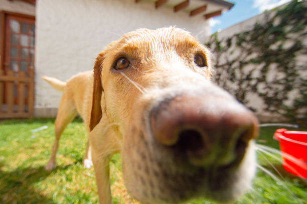 istock Dog Labrador close up after bath 1175634468