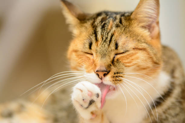 Tabby cat grooming its self by licking paw. stock photo