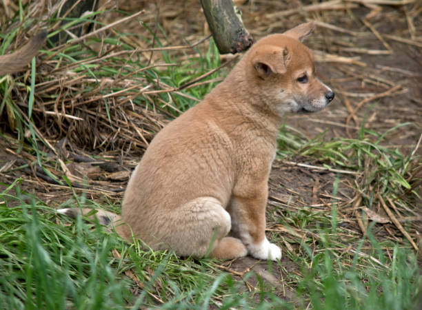 istock a 6 week old dingo puppy 1175636144