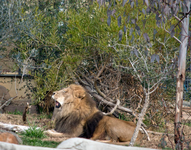 istock this is a side view of a lion 1175636218