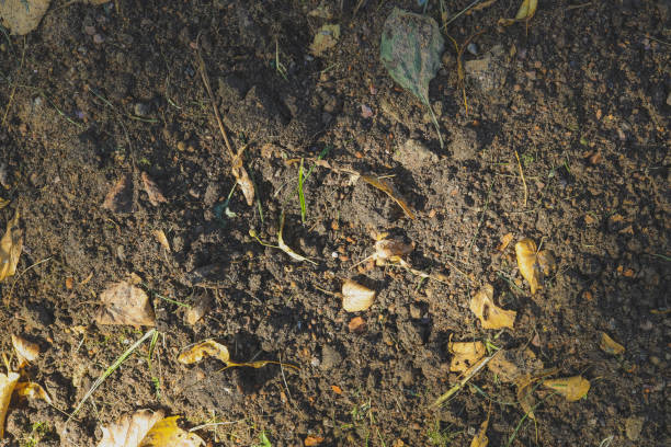istock Brown soil agriculture background. Earth textures rough agriculture backdrop. Ground texture. 1175637447