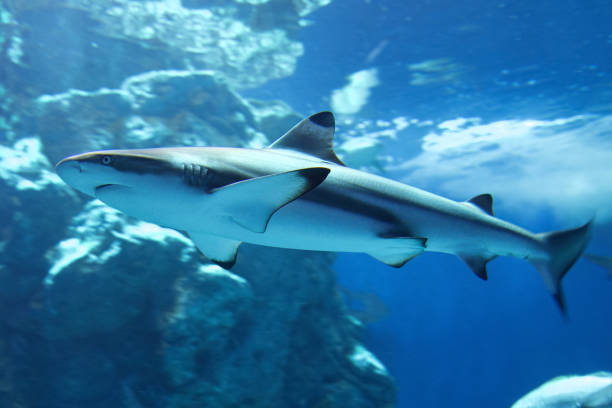 blacktip reef shark - requiem shark imagens e fotografias de stock