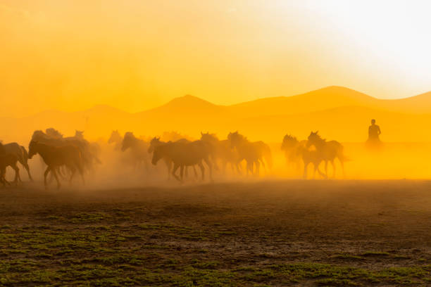 istock Wild horses (Yilki atlari) Kayseri, Turkey. 1175639785