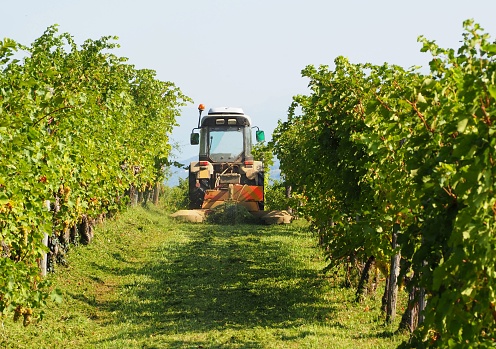 Tractor towing a grass cutting machine among rows of a vineyard on a summer day
