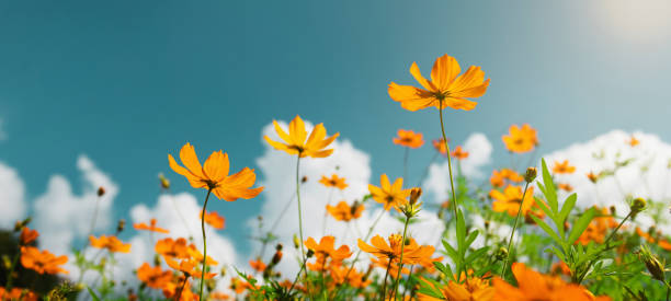 istock yellow flower cosmos bloom with sunshine and blue sky background 1175640904