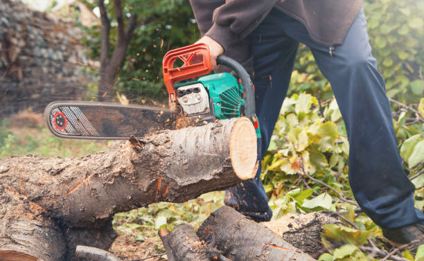 istock Man cutting wood with a chainsaw. 1175641703