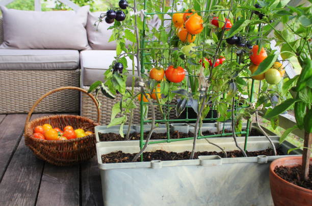 container gemüse gartenarbeit. gemüsegarten auf einer terrasse. rote, orange, gelbe, schwarze tomaten wachsen im behälter - balkon fotos stock-fotos und bilder