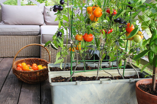 Jardinería de verduras de contenedor. Jardín de verduras en una terraza. Tomates rojos, naranjas, amarillos y negros que crecen en contenedor photo
