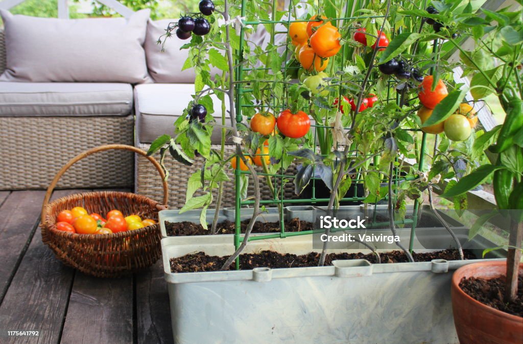 Container vegetables gardening. Vegetable garden on a terrace. Red, orange, yellow, black tomatoes growing in container Container vegetables gardening. Vegetable garden on a terrace. Red, orange, yellow, black tomatoes growing in container . Vegetable Garden Stock Photo