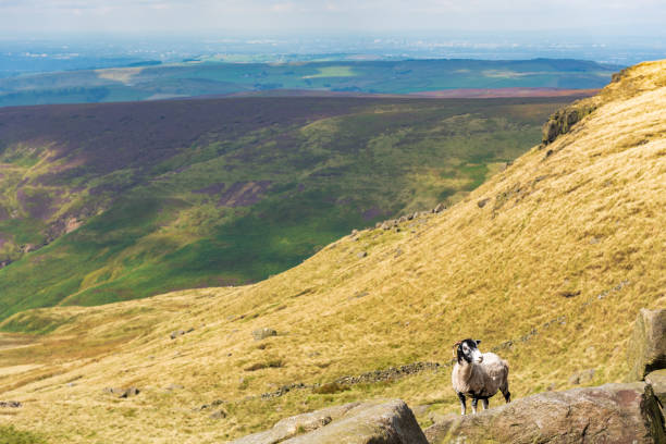 istock Sheep on top of a rock 1175641839