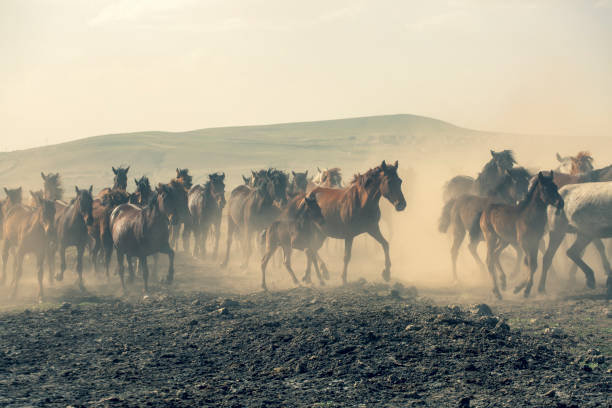 istock Wild horses (Yilki atlari) Kayseri, Turkey. 1175642665