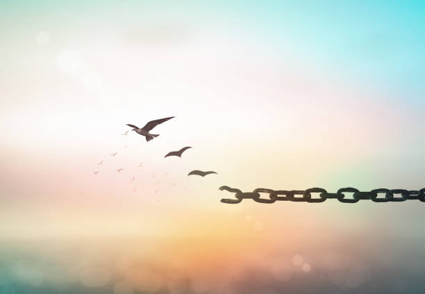 International day for the remembrance of the slave trade and its abolition concept Silhouette of bird flying and broken chains at blurred sunset background equality photos stock pictures, royalty-free photos & images