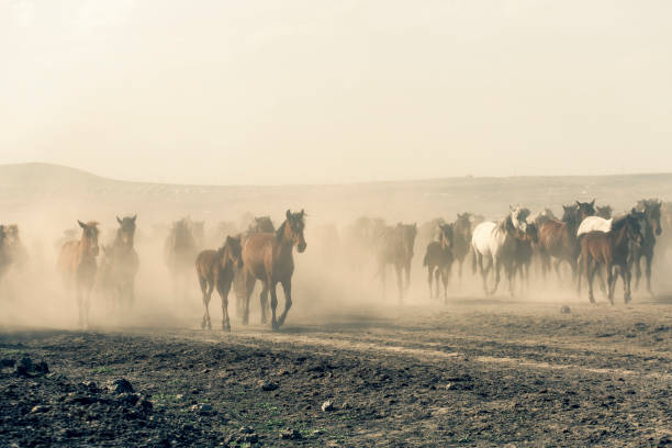 istock Wild horses (Yilki atlari) Kayseri, Turkey. 1175643787