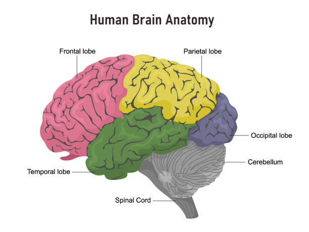 ilustrações, clipart, desenhos animados e ícones de anatomia do cérebro humano nos departamentos com nomes. ilustração do vetor no fundo branco. - lobe