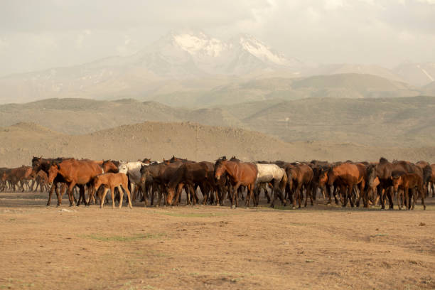 istock Wild horses (Yilki atlari) Kayseri, Turkey. 1175644007