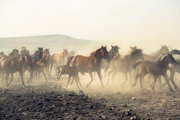 istock Wild horses (Yilki atlari) Kayseri, Turkey. 1175644015