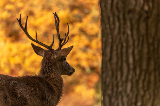 istock Male deer looking into the distance 1175644098